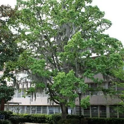 thumbnail for publication: Quercus alba: White Oak